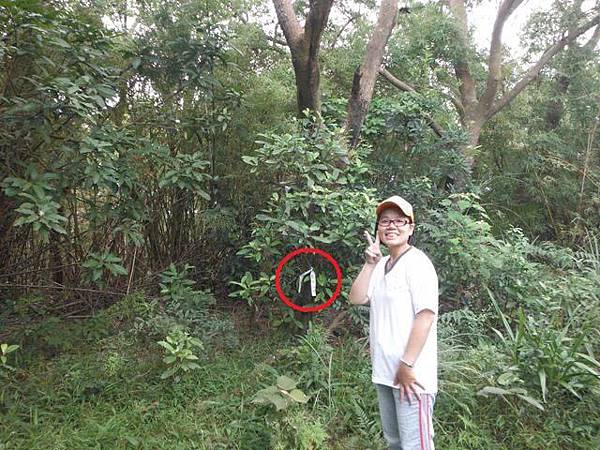 南崁山.五酒桶山.山鼻山.營盤坑古道.迴龍陸檢0010一等水準點 067