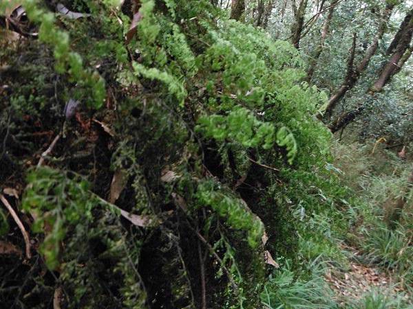 波露池.波露山.哈盆古道 138