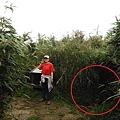 七星山.恐龍接吻石.凱達格蘭山.七星山南峰 029