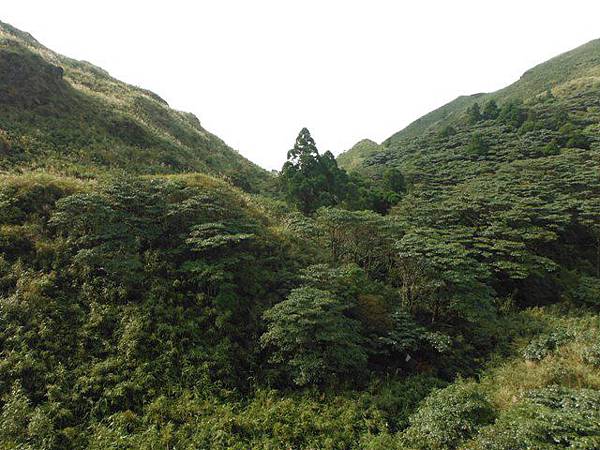 七星山.恐龍接吻石.凱達格蘭山.七星山南峰 077