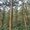 桶后林道.大礁溪山 067