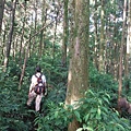 桶后林道.大礁溪山 072