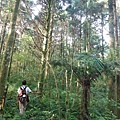 桶后林道.大礁溪山 075