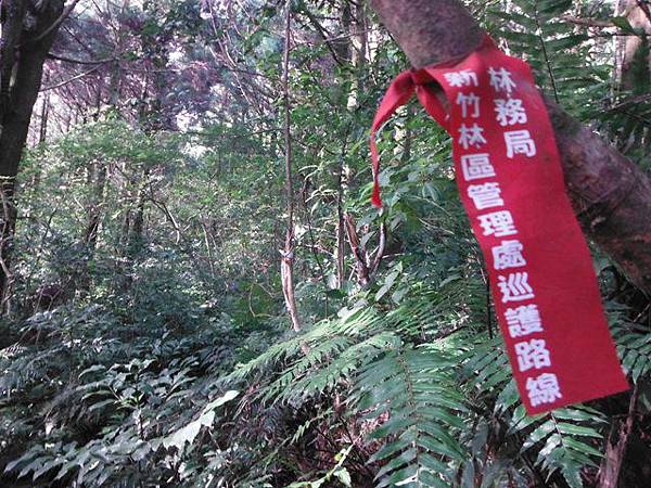 桶后林道.大礁溪山 076