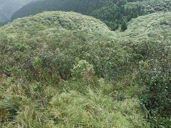 桶后林道.大礁溪山 122