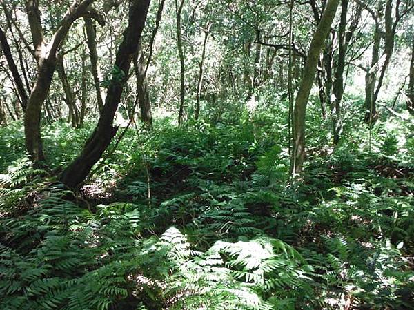 拉卡山.東滿步道 085