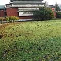 下班後植物園秋瑟之美 008