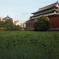 下班後植物園秋瑟之美 011