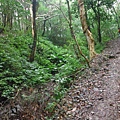 東滿步道.拉卡山 024