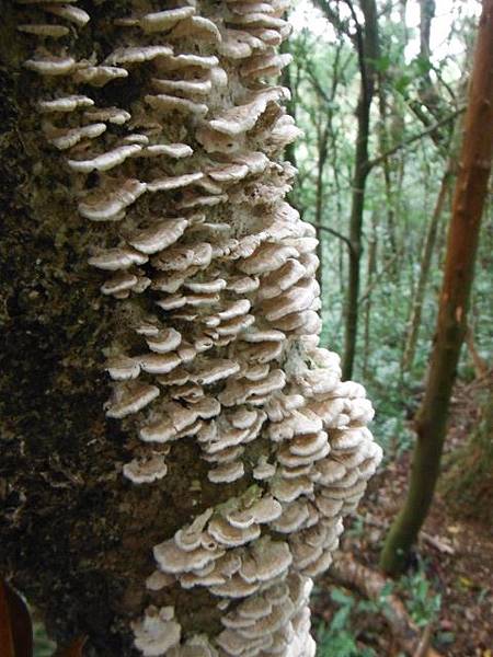 東滿步道.拉卡山 107