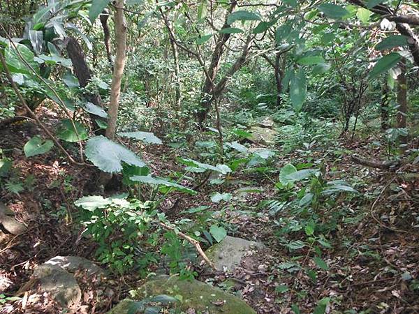 阿里磅瀑布.竹子山古道 014