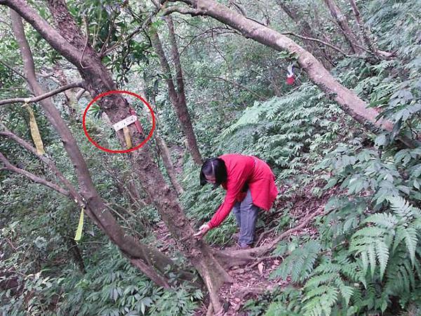 阿里磅瀑布.竹子山古道 085