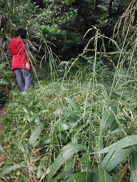 阿里磅瀑布.竹子山古道 101