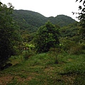 魚路古道秋芒.大油坑山 034