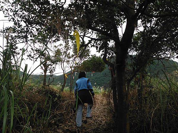 魚路古道秋芒.大油坑山 093