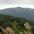 魚路古道秋芒.大油坑山 104