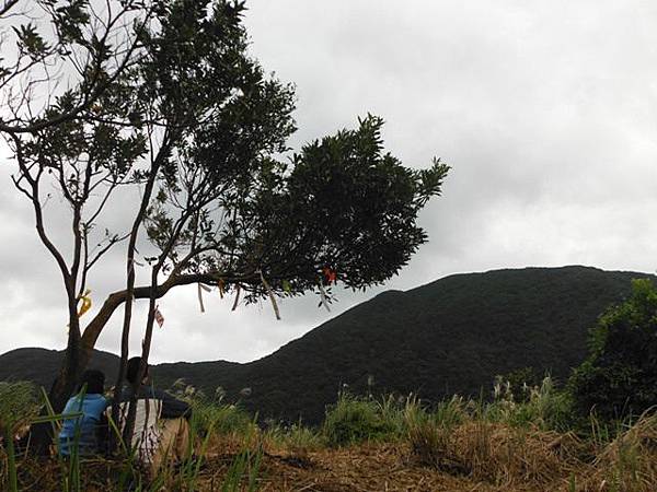 魚路古道秋芒.大油坑山 106