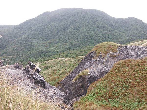 魚路古道秋芒.大油坑山 120