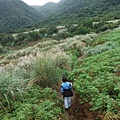 魚路古道秋芒.大油坑山 156