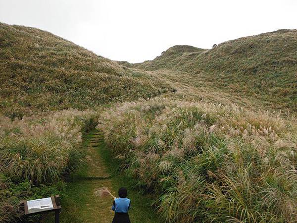 魚路古道秋芒.大油坑山 162