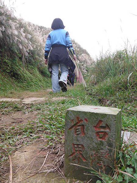魚路古道秋芒.大油坑山 166