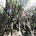 小觀音山西峰火山口.大屯自然公園.百啦卡山.大屯山夕陽、雲海、秋芒 003.JPG