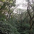 小觀音山西峰火山口.大屯自然公園.百啦卡山.大屯山夕陽、雲海、秋芒 083.JPG