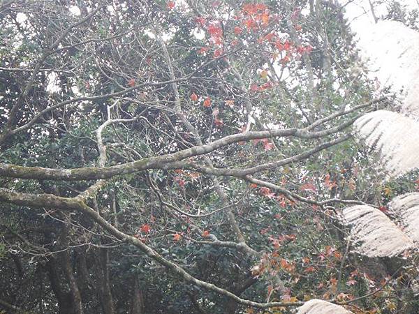 紗帽山.湖山國小泡腳池.硫磺谷泡腳池.泉源公園泡腳池.復興公園泡腳池 044