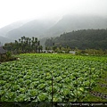 竹子湖山菜園 033.JPG