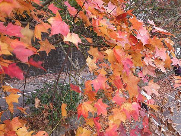 拱北殿賞楓.三秀山 009