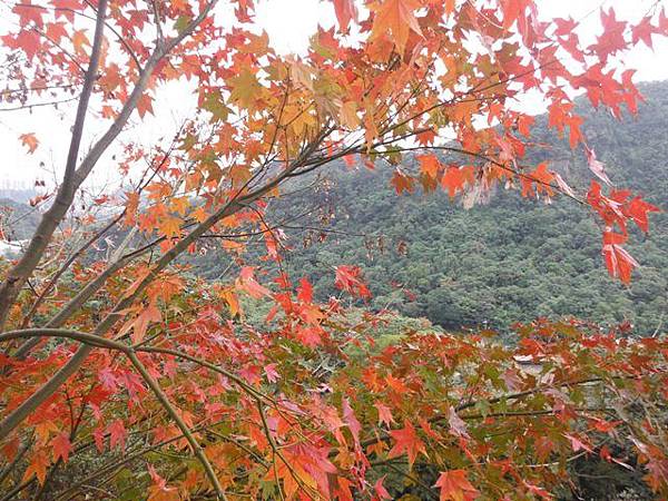 拱北殿賞楓.三秀山 014