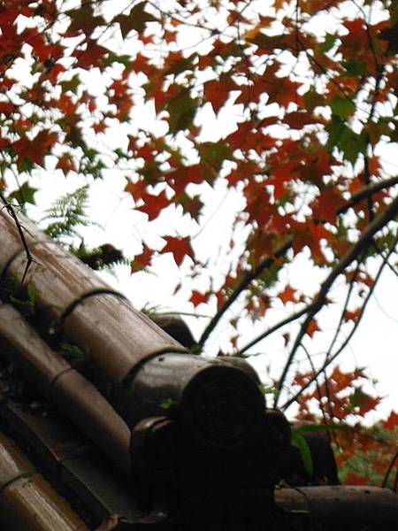 拱北殿賞楓.三秀山 079