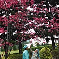 中正紀念堂賞櫻.陽明山賞櫻.旗尾崙山 005.JPG