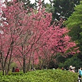 中正紀念堂賞櫻.陽明山賞櫻.旗尾崙山 007.JPG