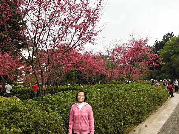 中正紀念堂賞櫻.陽明山賞櫻.旗尾崙山 008.JPG