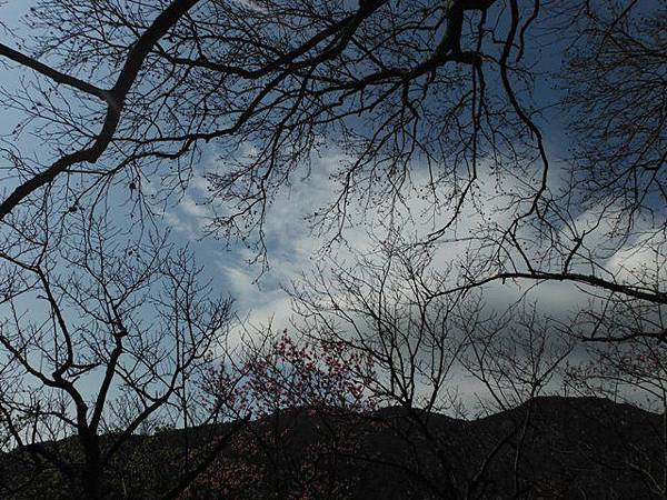 中正紀念堂賞櫻.陽明山賞櫻.旗尾崙山 036.JPG 中正紀念堂賞櫻.陽明山賞櫻.旗尾崙山 036.JPG