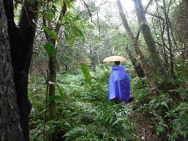中正紀念堂賞櫻.陽明山賞櫻.旗尾崙山 088.JPG 中正紀念堂賞櫻.陽明山賞櫻.旗尾崙山 088.JPG