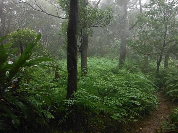 中正紀念堂賞櫻.陽明山賞櫻.旗尾崙山 107.JPG