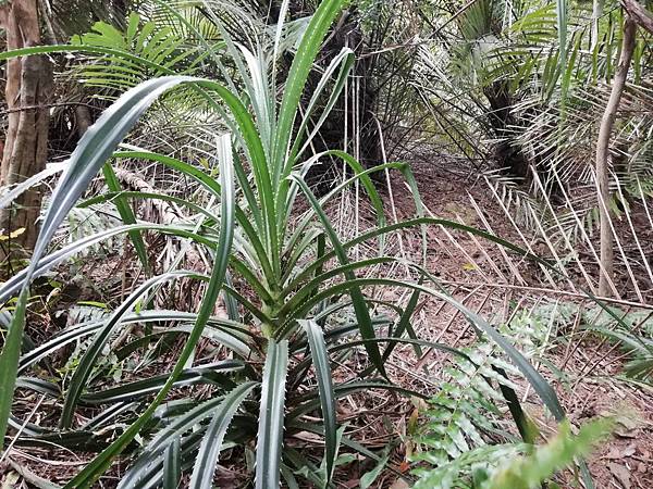 2019.12.19.牛埔尾山 (66).jpg