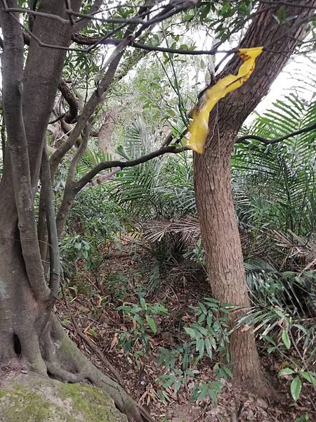 2019.12.19.牛埔尾山 (142).jpg