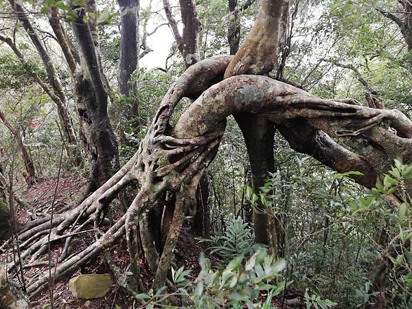 2019.12.27火燒寮山.蚋仔尖 (66).jpg