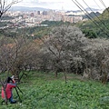 2020.01.05中和紫竹寺梅花 (13).jpg