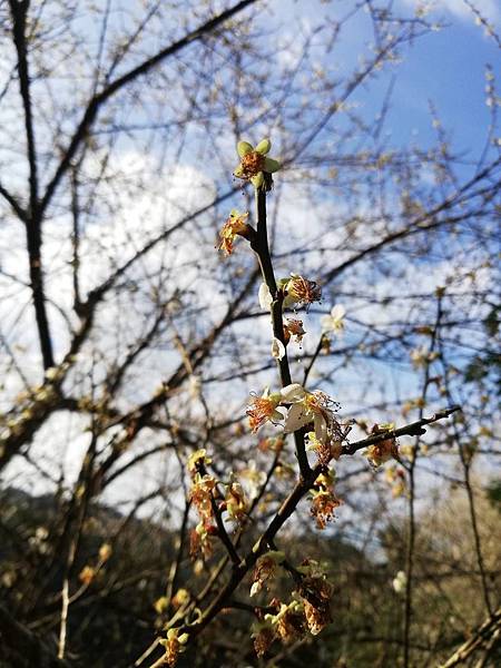 2020.01.05中和紫竹寺梅花 (3).jpg