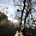 2020.01.05中和紫竹寺梅花 (17).jpg