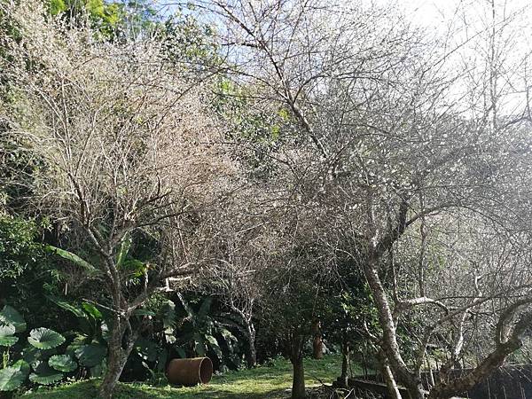 2020.01.05中和紫竹寺梅花 (50).jpg