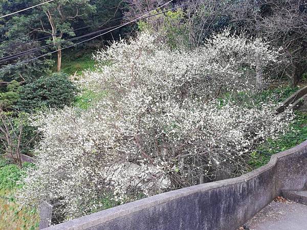 2020.01.05中和紫竹寺梅花 (27).jpg