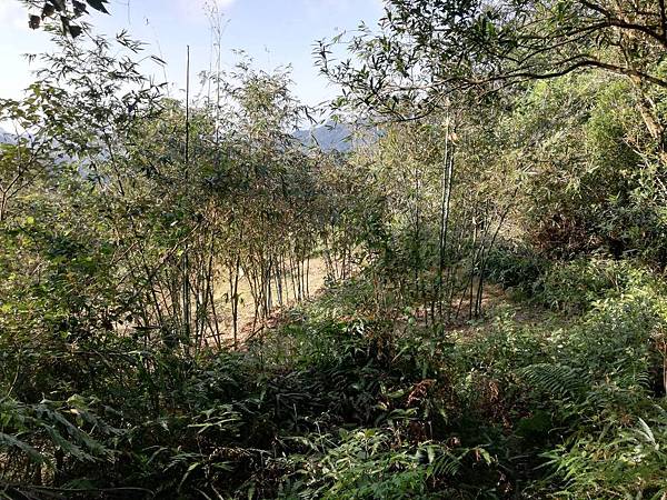 圳沽古道.磨石坑山 (19).jpg