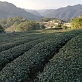 圳沽古道.磨石坑山 (83).jpg