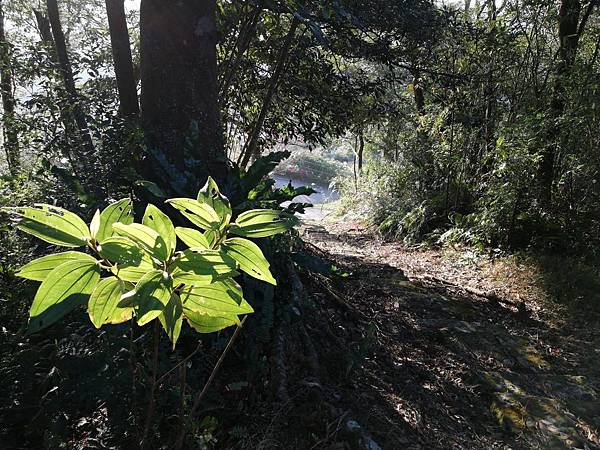 圳沽古道.磨石坑山 (16).jpg