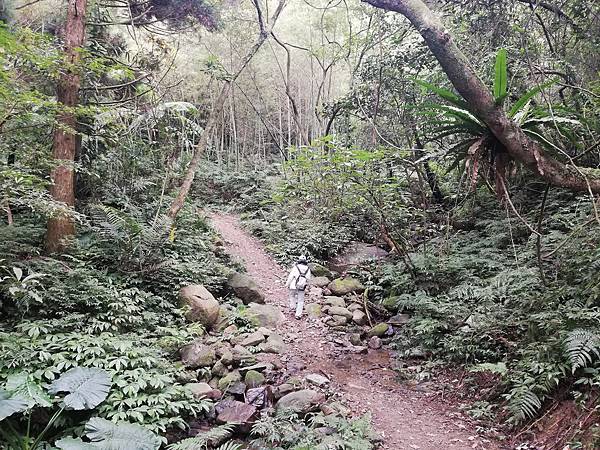 2019.12.14大桶山.烏來山 (6).jpg